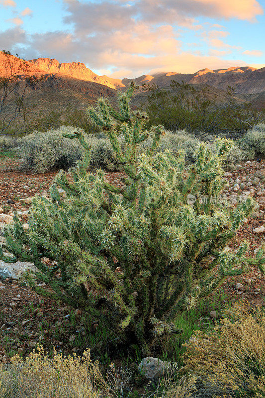 早上好，Virgin River Canyon